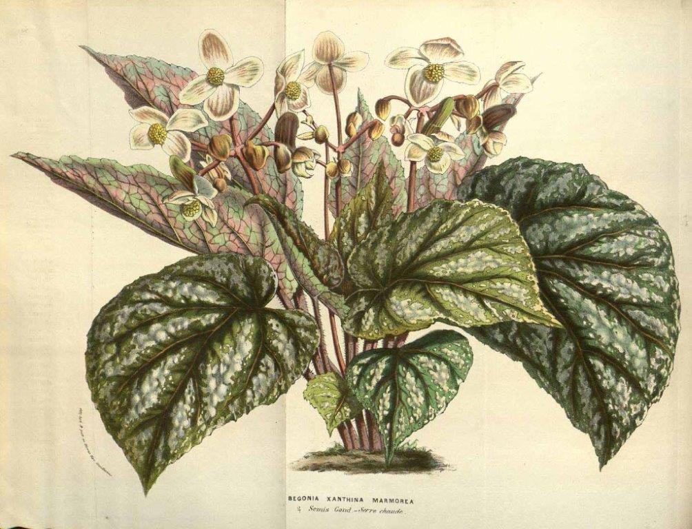 B. ‘Xanthina Marmorea’